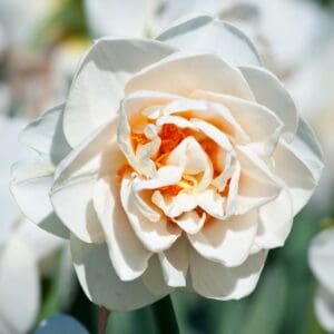 Double,White,And,Orange,Daffodil,In,Spring.,Outdoor.,Hillegom,,The