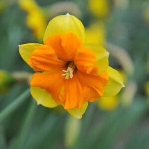 Yellow,And,Orange,Split-cupped,Colar,Daffodils,(narcissus),Tiritomba,Bloom,In