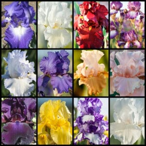 F23 Reblooming Iris Collection