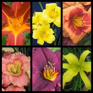 F23 Sampler Daylily Collection