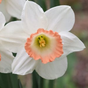 Daffodils,Boom,With,Orange,White,And,Yellow,Flowers