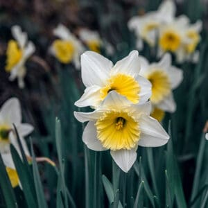 Spring,Flowering,Of,Daffodils.,Amazing,Blooming,White,Daffodils,On,A