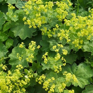 Alchemilla,Mollis,Garden,Lady’s-mantle,Green,Plant,With,Yellow,Flowers,Background