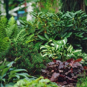 Mixed,Border,With,Shady,Tolerance,Plants,-,Ferns,,Hostas,And