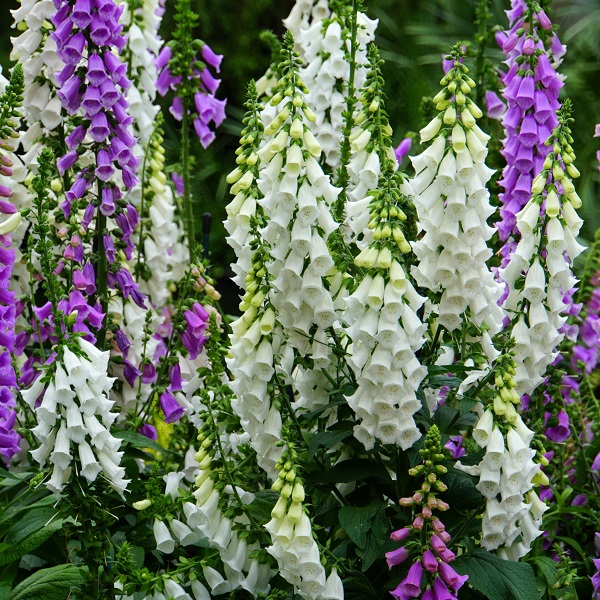 Camelot,White,And,Purple,Foxglove,Flowers,Blooming,In,The,Spring