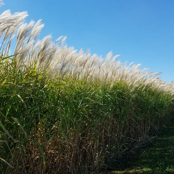Grass-Giant-Miscanthus-1