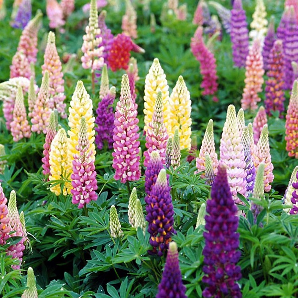Russell Lupine Hybrids Mix