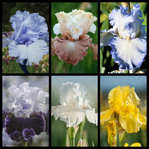 Elegance in Blue Iris - Gilbert H. Wild & Son