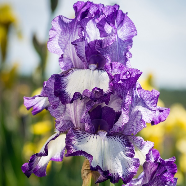 Spring Get Them All Iris Collection - Gilbert H. Wild & Son