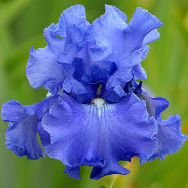Elegance in Blue Iris