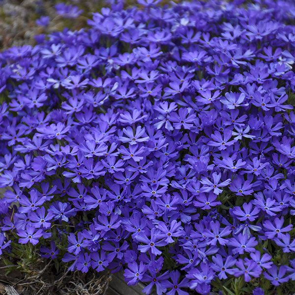 Violet Pinwheels 1