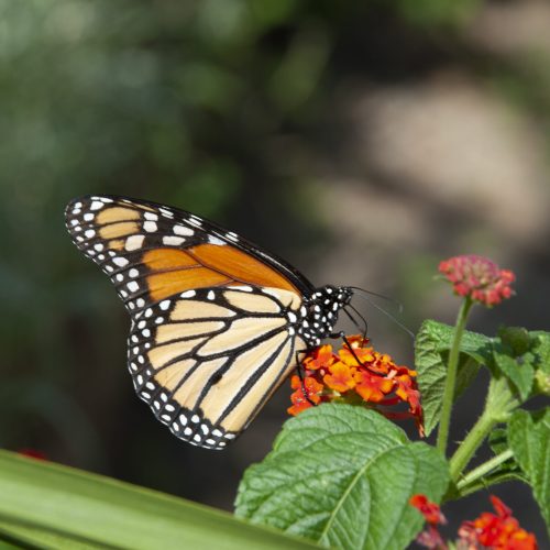 Butterfly Garden by P. Allen Smith