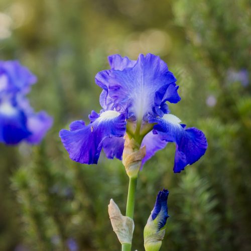 Tips For Growing Iris by P. Allen Smith