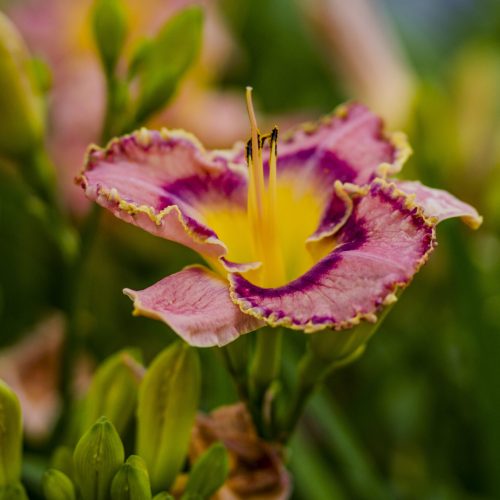 Lilies 101 by P. Allen Smith