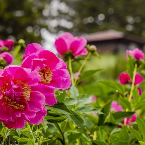 Growing Peonies By P. Allen Smith