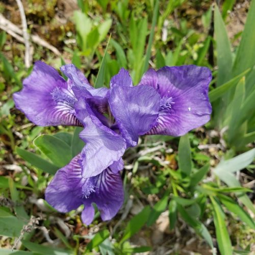 Dwarf Bearded Iris: Nature’s Resilient Gems