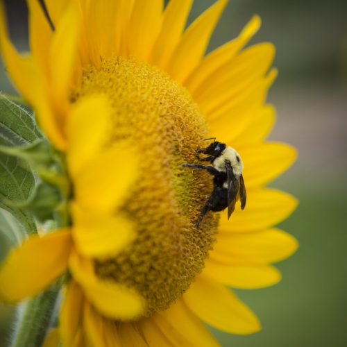 Caring For Pollinators By P. Allen Smith