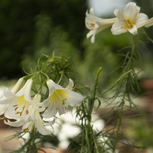 Lilies 101 by P. Allen Smith