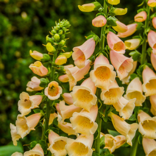 Captivated By The Magic Of Foxgloves by P. Allen Smith